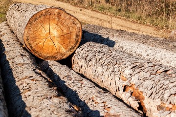 Pine tree and spruce. A pile of logs in a meadow at a forest. Bark beetle calamity. Timber...