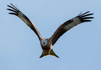 Red Kite