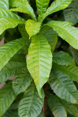 green leaves background