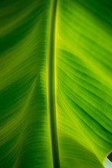 leaf green background