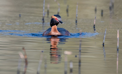 slavonian Grebes