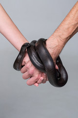 A man and a woman hold the arms that are wrapped around the royal snake nigrita