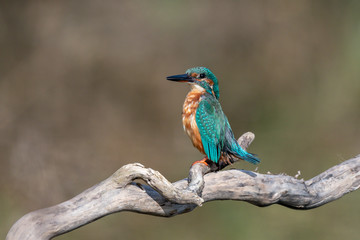 Eisvogel