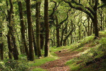 Exmoor magical forest, Tunnel of Trees in the Forest