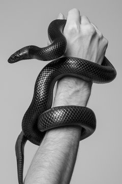 The king's snake Nigrita surrounds the male hand. Black and white photo.