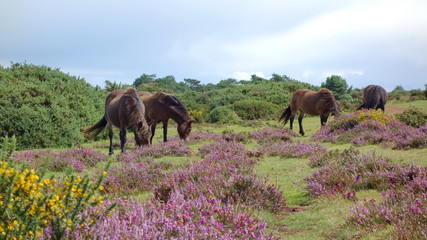 View from Selworthy Beacon, England UK near Exmoor and west of Minehead on the south west coast path with purple heather