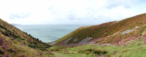 View from Selworthy Beacon, England UK near Exmoor and west of Minehead on the south west coast path with purple heather