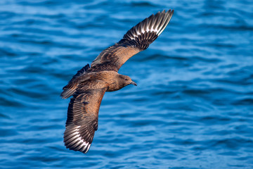 Great skua flying above the blue sea in the netherland