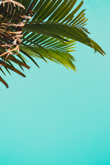 palm leaves with sky in holiday
