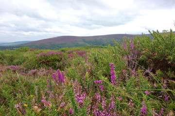 Obraz premium View from Selworthy Beacon, England UK near Exmoor and west of Minehead on the south west coast path with purple heather