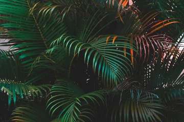 Poster palmbladeren, levendig © maiz