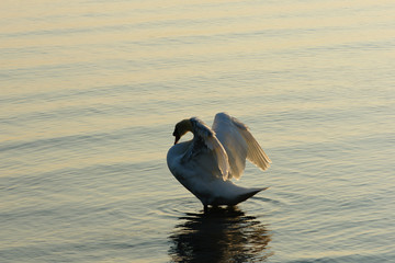 swan