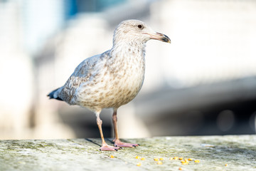 Seagull portrait with natural bokeh background. Close up view of white bird seagull sitting by the wall on a bright sunny day. Shallow dept of field and selective focus on eye.