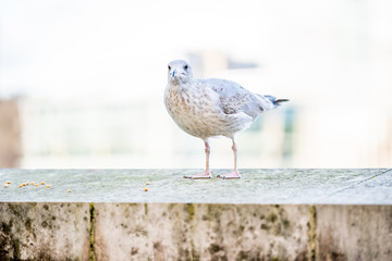 Obraz premium A seagull is staring at the camera. Shallow dept of field and selective focus on eye.
