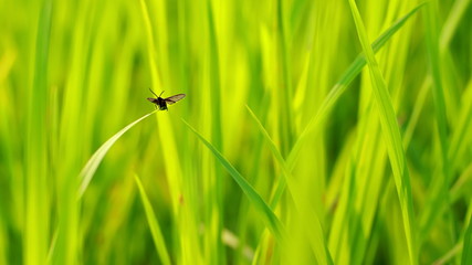 Insects on rice leaves