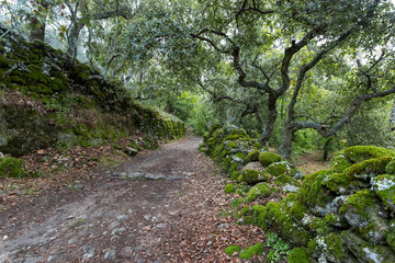 path in the green forest. Chestnut forest of Montanchez, Caceres, Extremadura, Spain