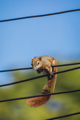 Squirrel on a wire.