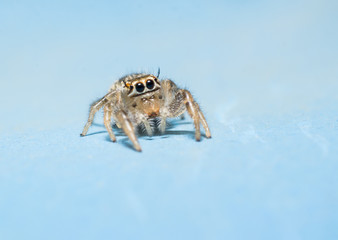 jumping spider isolated on blue background