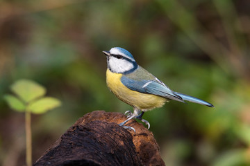 Fototapeta premium Cinciarella