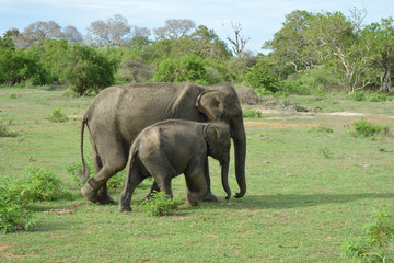 Elefantes Salvajes de Sri Lanka