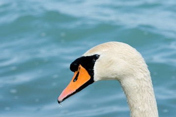 swan