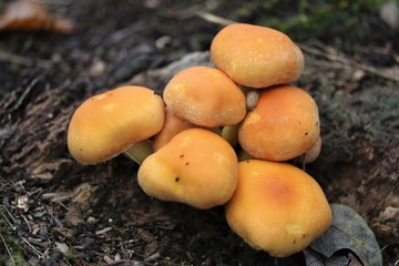 Champignons orange