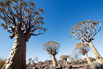 K&ouml;cherb&auml;ume