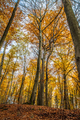 Beech forest in autumn - upward view against the sky