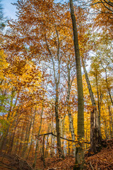Fototapeta premium Beech forest in autumn