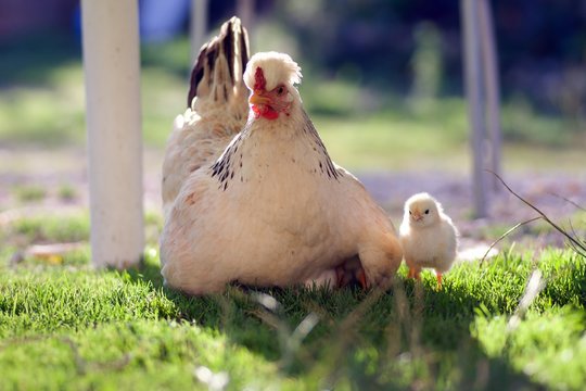 Poule avec ses petits