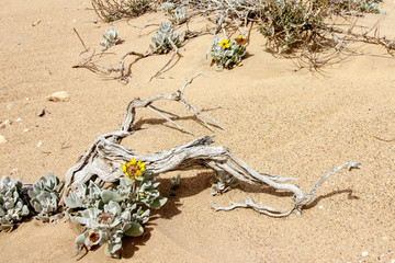 Blüten, Schmetterling auf verdorrtem Ast im Wüstensand