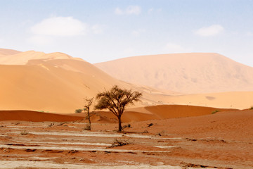 Fototapeta na wymiar Dünen mit Akazienbaum im Sossuvlei, Namibia
