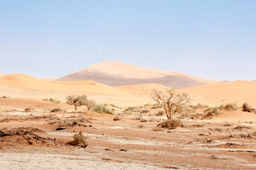Dünen und Gehölz im Sossuvlei, Namibia