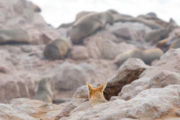 Schakal schleich an Robben an