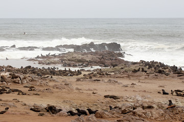Robbenkolonie vor Meeresbrandung