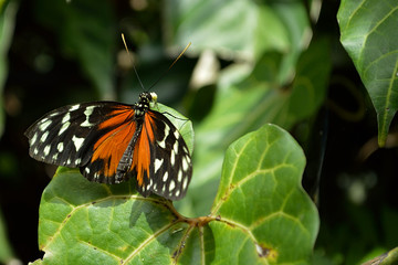 butterfly on flower
