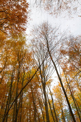 Beech forest in autumn - upward view against the sky