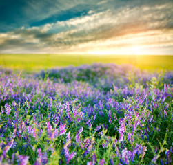 Colorful sunrise over blooming field of flowers