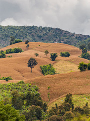 Obraz premium When mountains become cornfields. It's sad to see