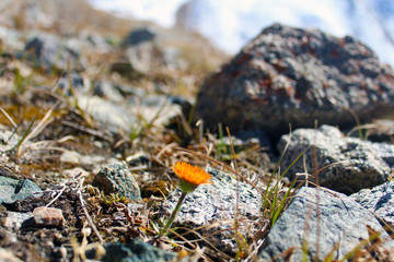 Mountain flower among the stones