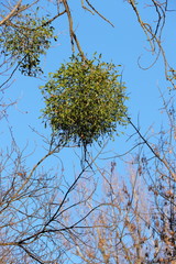 Mistel im Baum