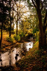 Small stream, flowing past beautiful autumnal trees of red, orange and yellow. Taken in Buxton Park, UK in fall.