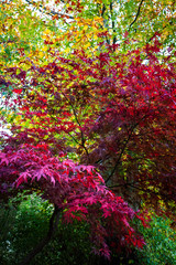 Beautiful deep red autumnal maple tree contrasting with green leaves of other trees. Taken in the UK.