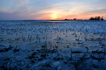 Many acres of corn stalk stubs under snow and ice on a Wisconsin Farm Field in Winter. 