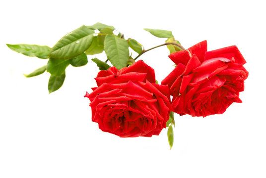 two blooming red rose isolated on white background