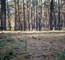 Pine cones in the forest