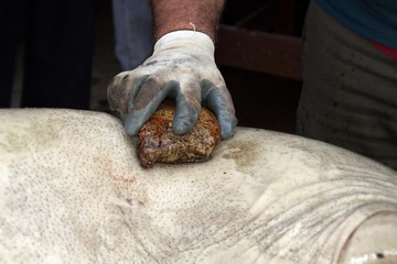 Matanza tradicional del cerdo en España. Limpieza con corcho y agua de la piel del animal.