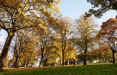 Fototapeta premium Beautiful autumn trees in bright orange and yellows in a green grass park on a sunny day. Taken in Buxton Park, UK in fall.