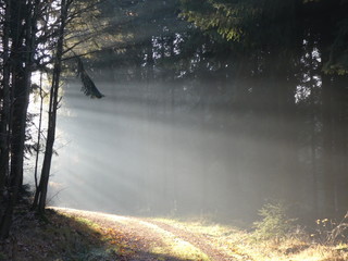 sunset in the forest in winter with sunlight sunbeams