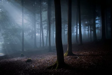 nächtlicher Wald im Mondlicht © jiriH